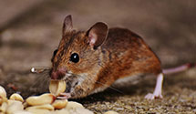 24 Hour & Emergency Exterminators in Leb, PA